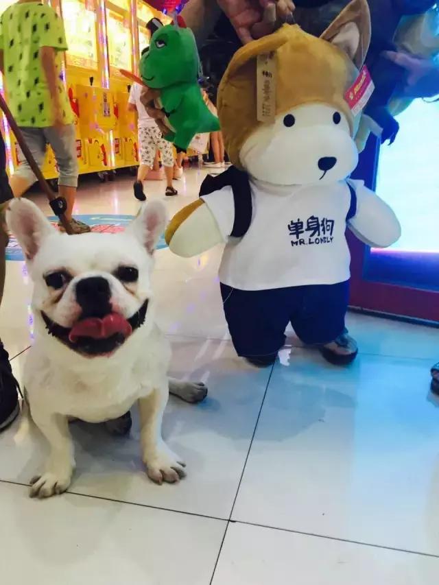 长沙宠物蜥蜴品种有哪些,别人家养的宠物蜥蜴食肉动物