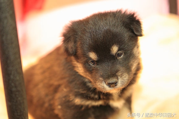 被遗弃的田园犬坎坷的领养之路,四眼田园犬成长过程