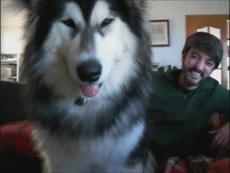 皮皮虾的新技能，随随便便做500个仰卧起坐