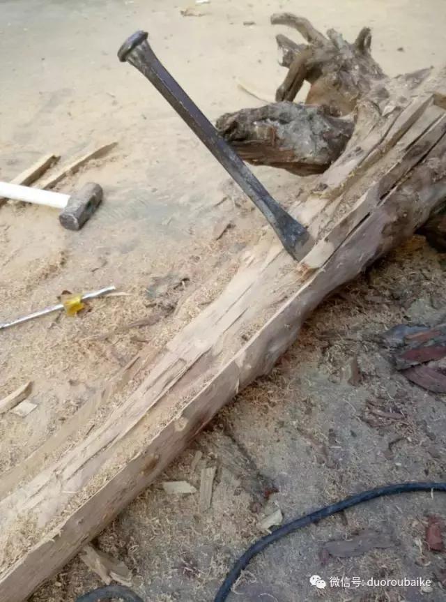 春天的多肉带给枯木新的生机，于是它们相爱了！