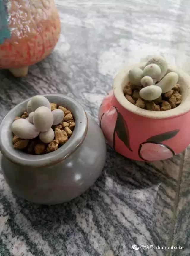 春天的多肉带给枯木新的生机，于是它们相爱了！