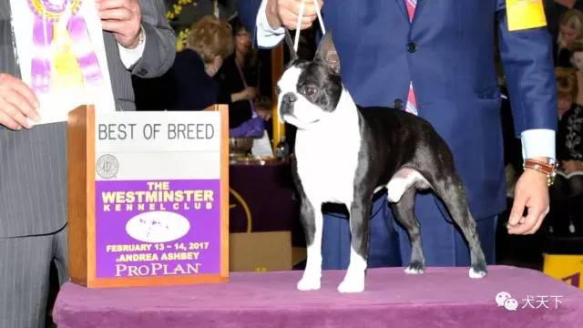 德牧登顶！BIS视频！世界第一犬展2017西敏寺赛果总汇