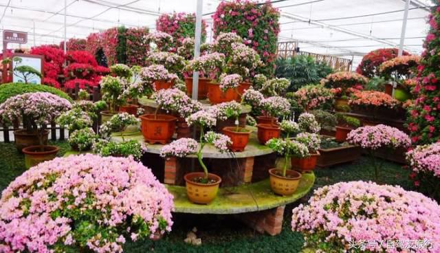 湖南赏花自驾游攻略,湖南旅游赏花攻略