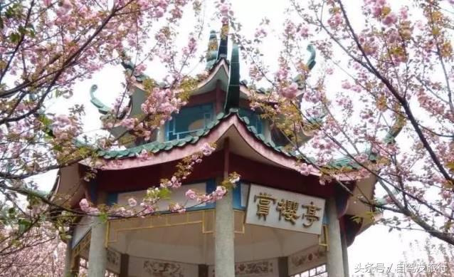 湖南赏花自驾游攻略,湖南旅游赏花攻略