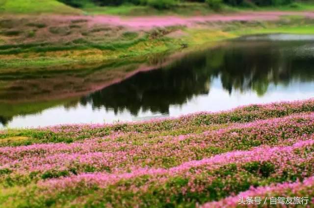 湖南赏花自驾游攻略,湖南旅游赏花攻略