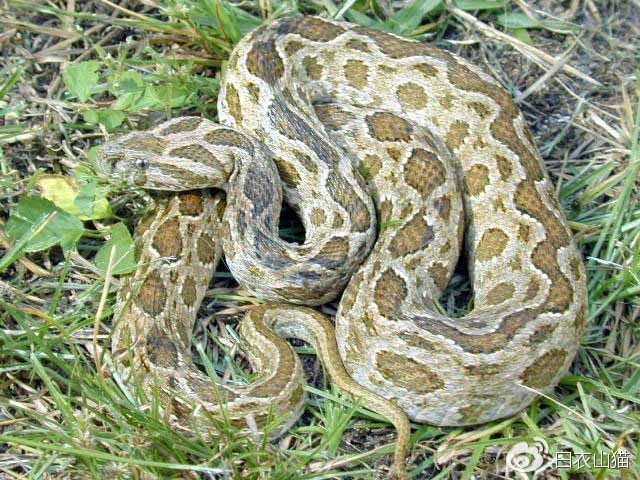 防蛇安全小知识,防蛇