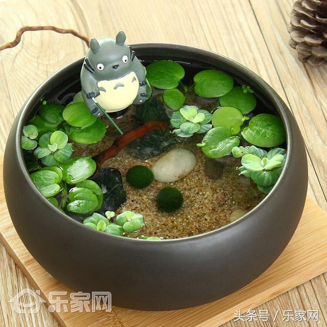 哪些绿植除甲醛效果好,哪种除甲醛的绿植最好用