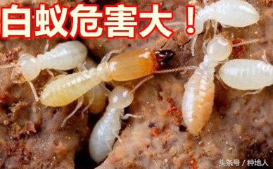 果园白蚁怎么消灭最有效方法,果园白蚁怎么彻底消灭