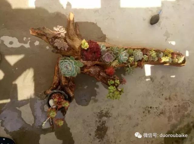 春天的多肉带给枯木新的生机，于是它们相爱了！