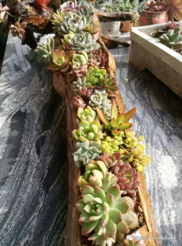 春天的多肉带给枯木新的生机，于是它们相爱了！