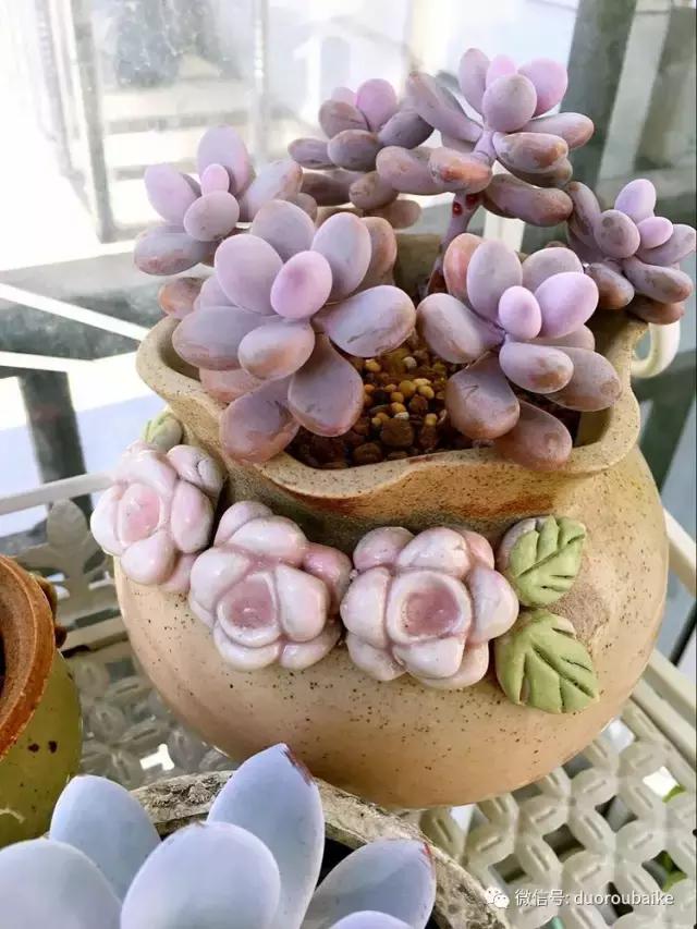 春天的多肉带给枯木新的生机，于是它们相爱了！