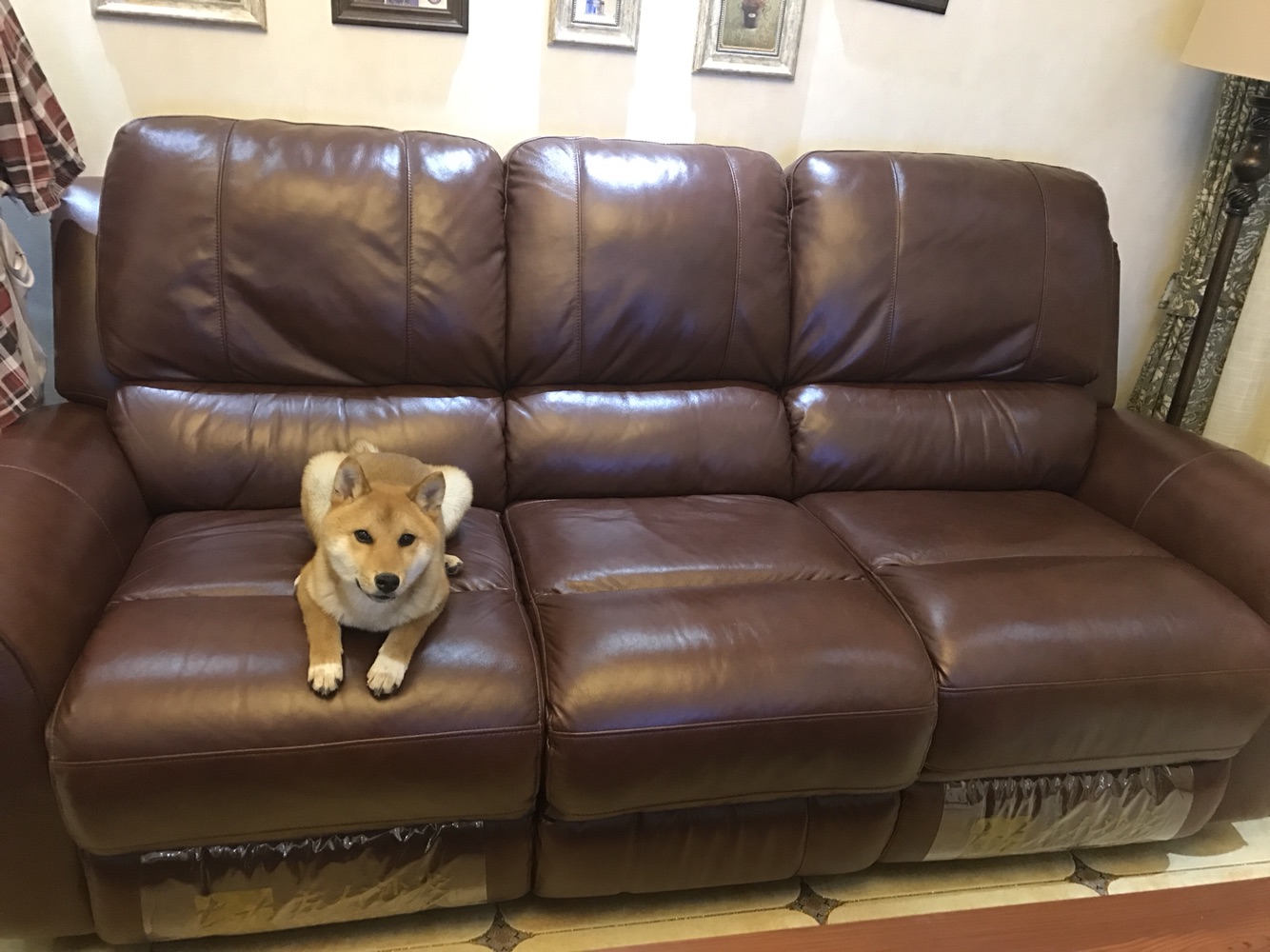 成精的那位，我家的招待可以吧