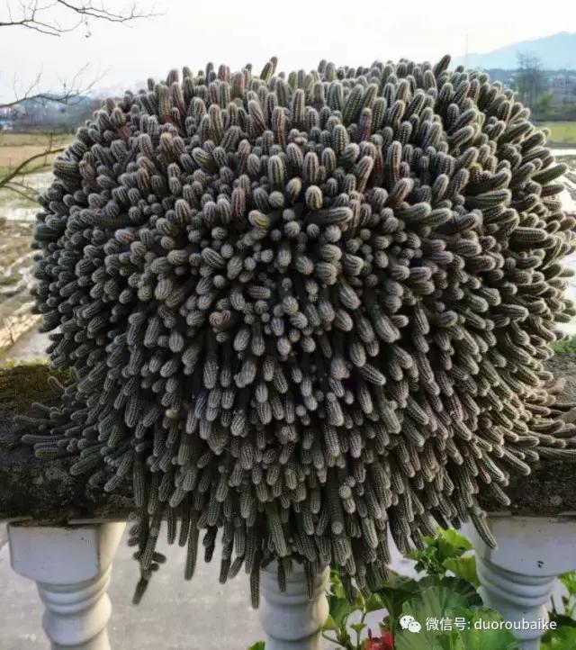 雪地里妈妈种的漂亮多肉,女儿种的多肉