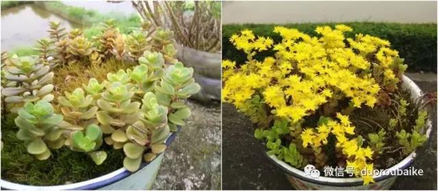 雪地里妈妈种的漂亮多肉,女儿种的多肉