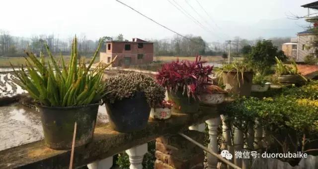 雪地里妈妈种的漂亮多肉,女儿种的多肉