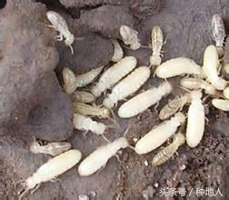 果园白蚁怎么消灭最有效方法,果园白蚁怎么彻底消灭