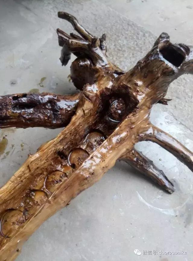 春天的多肉带给枯木新的生机，于是它们相爱了！