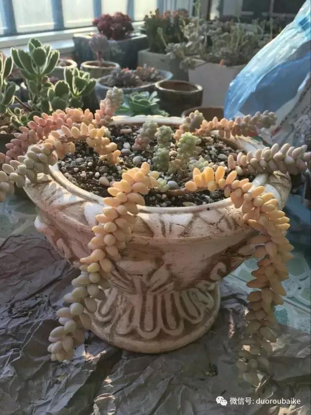 春天的多肉带给枯木新的生机，于是它们相爱了！