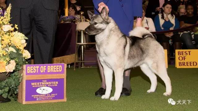 德牧登顶！BIS视频！世界第一犬展2017西敏寺赛果总汇