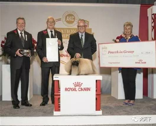 德牧登顶！BIS视频！世界第一犬展2017西敏寺赛果总汇