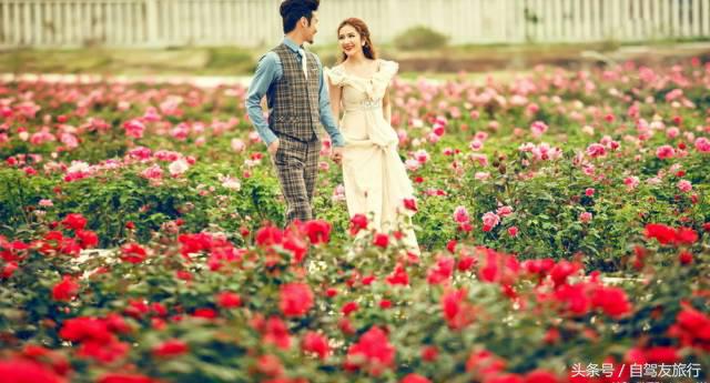 湖南赏花自驾游攻略,湖南旅游赏花攻略