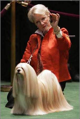 收藏狗狗的图片,收藏宠物集