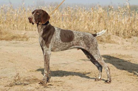 收藏狗狗的图片,收藏宠物集