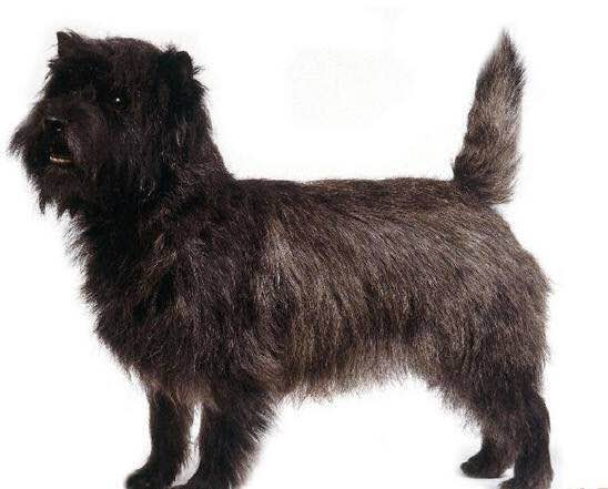 收藏狗狗的图片,收藏宠物集