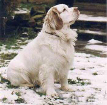 收藏狗狗的图片,收藏宠物集