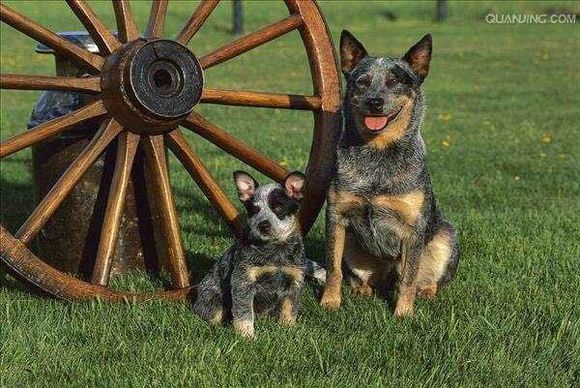 收藏狗狗的图片,收藏宠物集