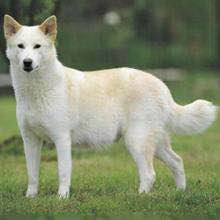 收藏狗狗的图片,收藏宠物集