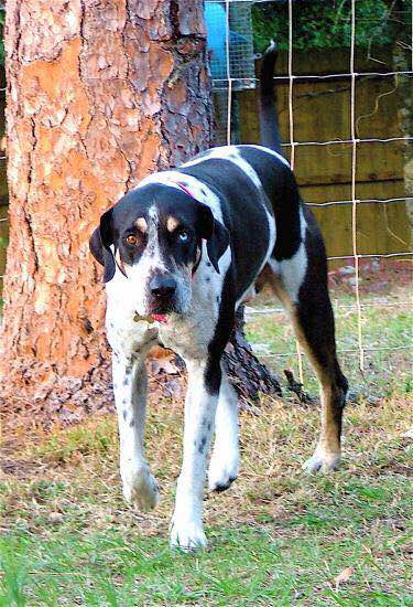 收藏狗狗的图片,收藏宠物集