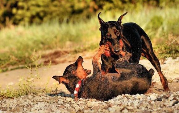 收藏狗狗的图片,收藏宠物集