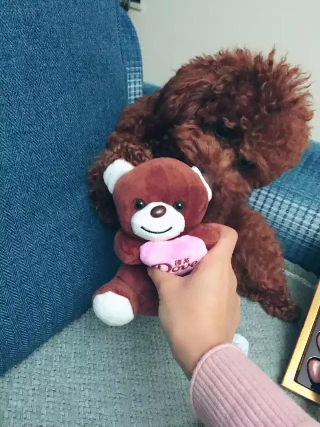 长沙宠物蜥蜴品种有哪些,别人家养的宠物蜥蜴食肉动物