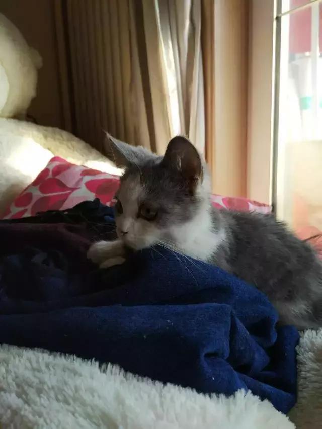 长沙宠物蜥蜴品种有哪些,别人家养的宠物蜥蜴食肉动物