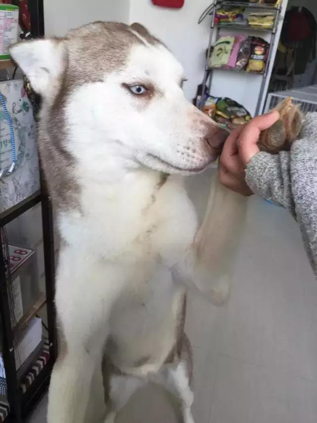 长沙宠物蜥蜴品种有哪些,别人家养的宠物蜥蜴食肉动物