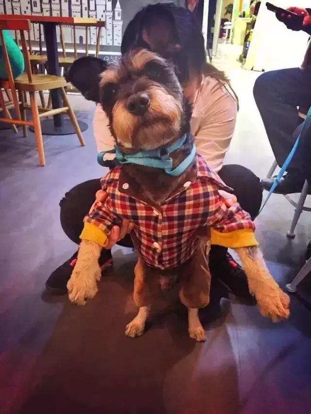 长沙宠物蜥蜴品种有哪些,别人家养的宠物蜥蜴食肉动物