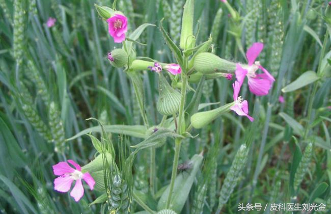 农村既能吃，又能活血通经的宝贝，你认识吗？