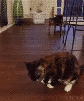 铲屎官半夜给猫咪抓鱼,和猫咪斗智斗勇铲屎官智商完胜