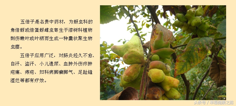 五倍子中药主治什么病,野生五倍子中药