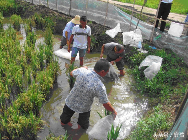 稻田泥鳅青蛙生态循环养殖,稻田里养本地泥鳅最好方法