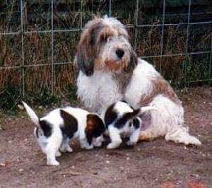 收藏狗狗的图片,收藏宠物集