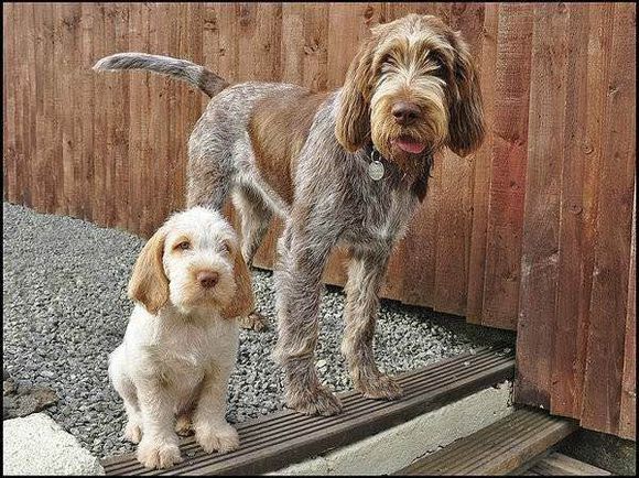 收藏狗狗的图片,收藏宠物集