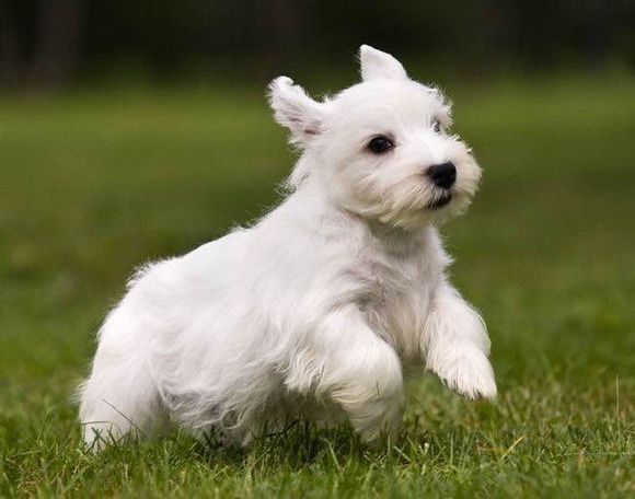 收藏狗狗的图片,收藏宠物集