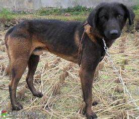 收藏狗狗的图片,收藏宠物集