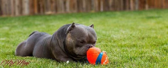 收藏狗狗的图片,收藏宠物集