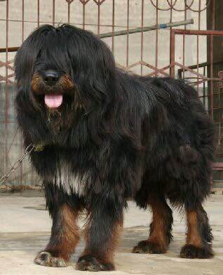 收藏狗狗的图片,收藏宠物集