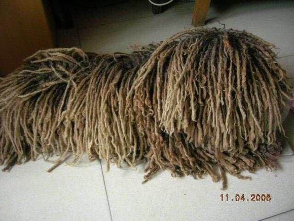 收藏狗狗的图片,收藏宠物集