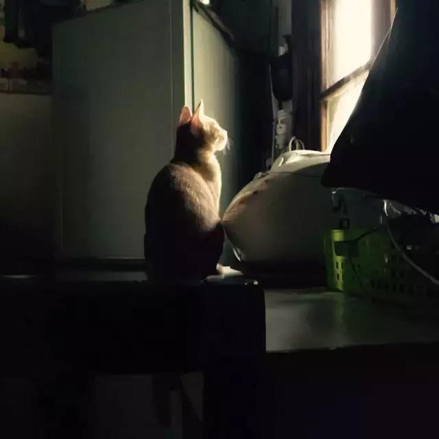 长沙宠物蜥蜴品种有哪些,别人家养的宠物蜥蜴食肉动物