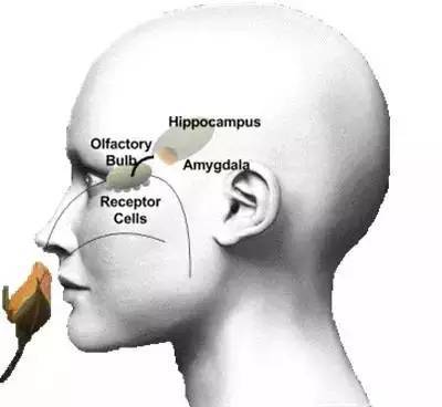 嗅觉丢失2年还能恢复吗,嗅觉实验室暗室